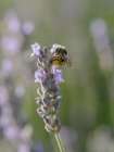Blue-eyed, digger, long-horned bee on lavender flowers, New Mexico Art Print